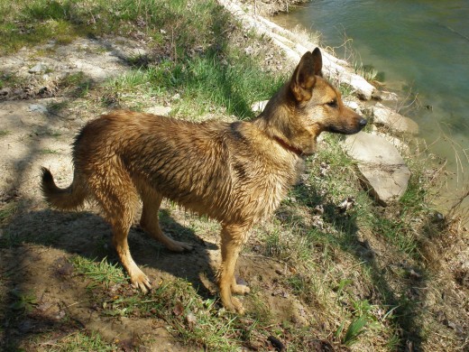 Esta es Laya, la segunda perrita que adopte, viene de la perrera de Vitoria y la cogí cuando tenía un añito, lleva conmigo unos 4 meses y parece que llevase toda la vida. Es super mimosa y se le ve agradecida por haberla rescatado. Es un cruce de Pastor Aleman y perro lobo. Tenia mucho miedo a los palos pero ya esta casi superado. Es la más obediente de todas.
